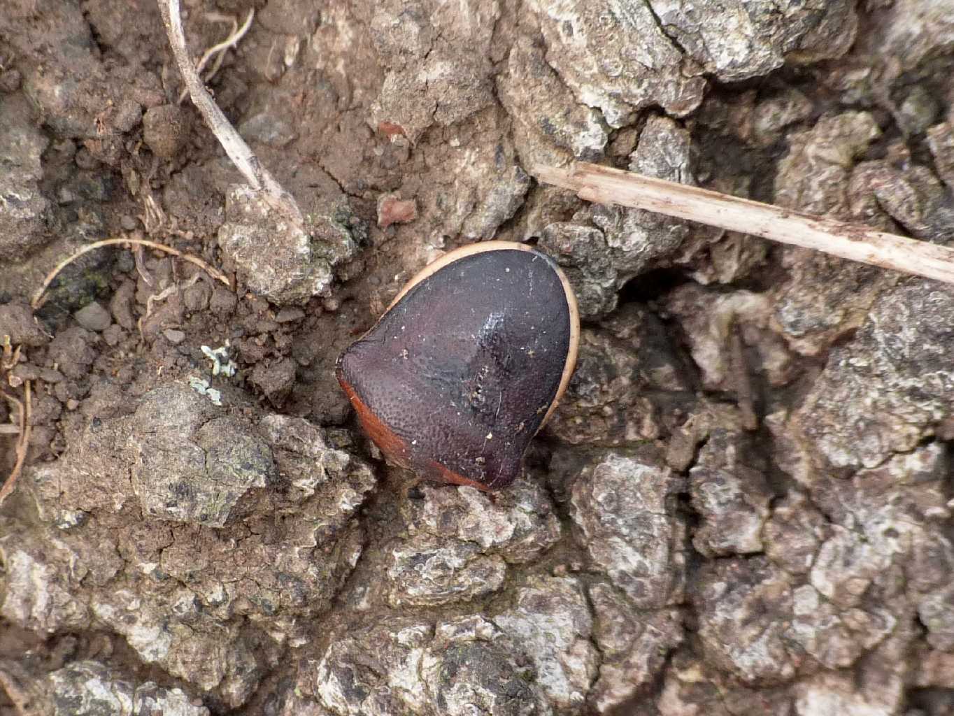 Pentatomidae: Ventocoris rusticus del Lazio, Tolfa (RM)
